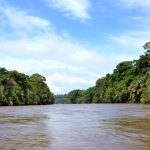 Caiman-tortuguero-costa-rica-2