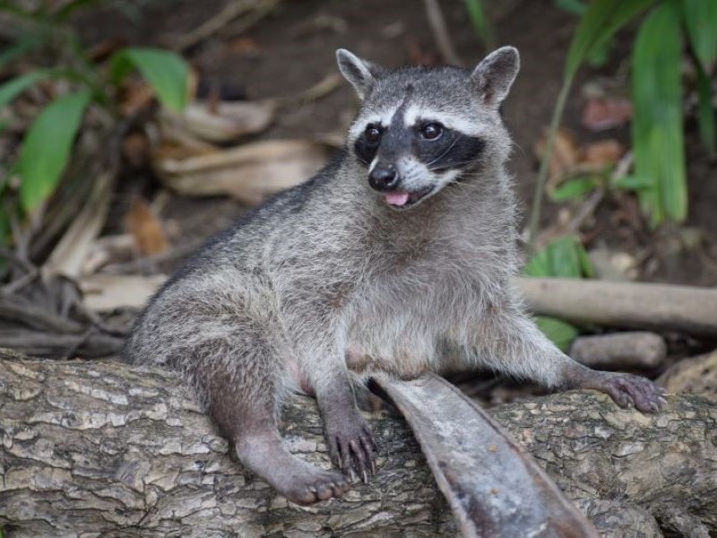 découverte faune