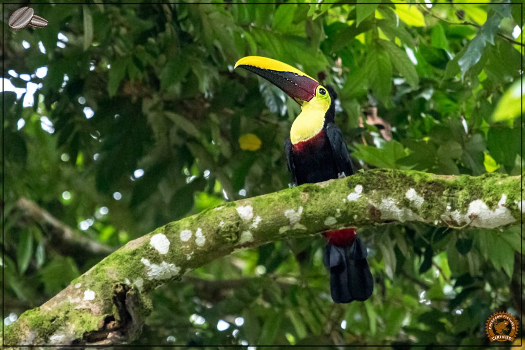 Voyage photo de la faune au Costa Rica