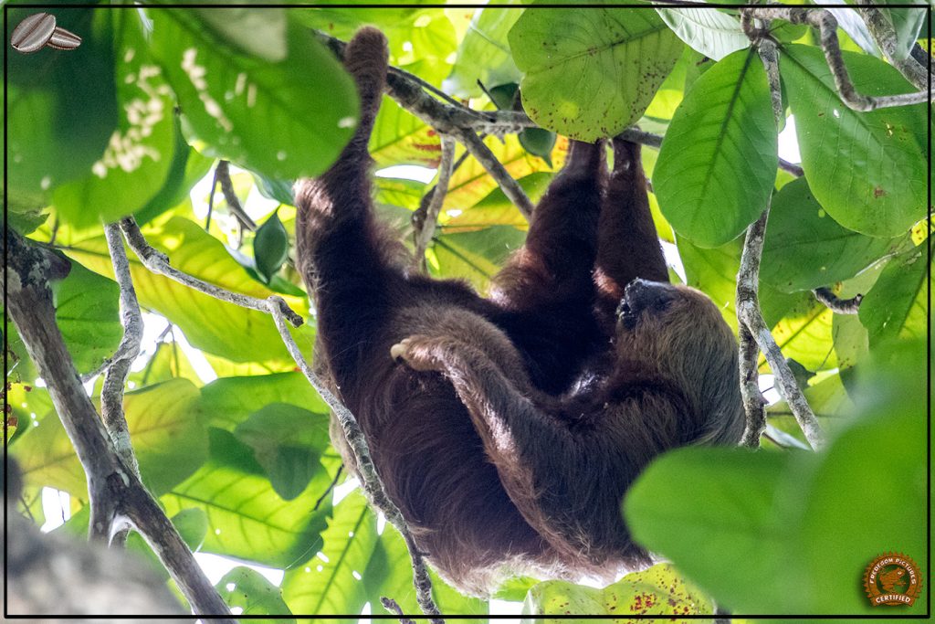 Paresseux photographié dans la canopée, symbole du rythme de vie paisible de la faune costaricienne.