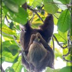 Paresseux dans un arbre de la forêt tropicale du Costa Rica