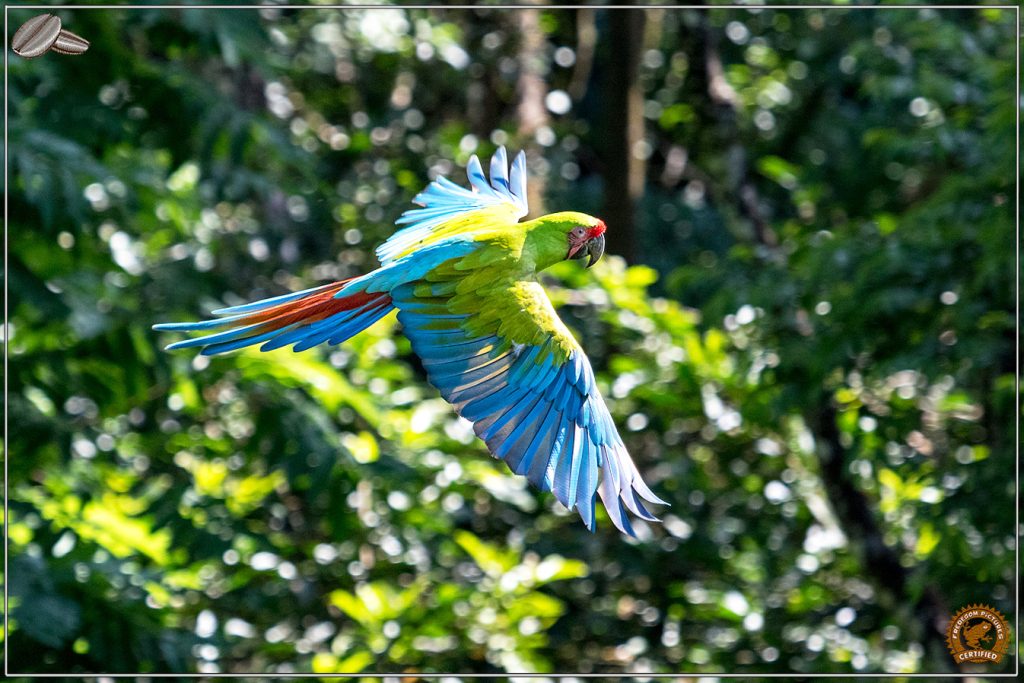 Ara coloré volant dans la forêt tropicale du Costa Rica