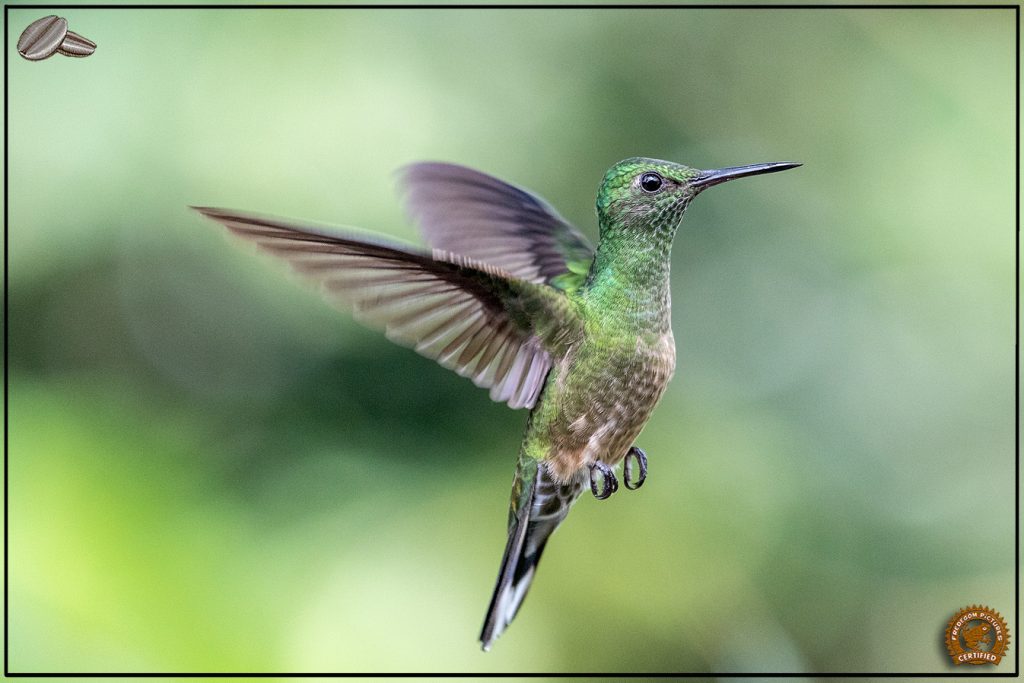 Colibri en plein vol dans la forêt tropicale du Costa Rica