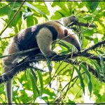 Tamandua, fourmilier arboricole, se déplaçant sur une branche dans la forêt tropicale du Costa Rica