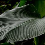 Végétation au Costa Rica