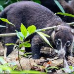 Coati explorant la végétation au Costa Rica