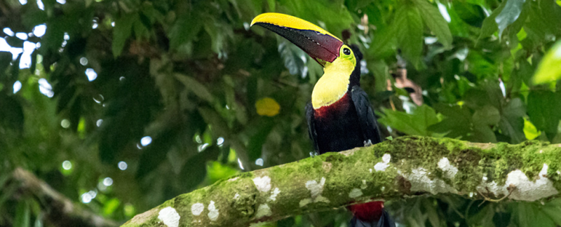 Toucan au grand bec coloré dans la jungle du Costa Rica
