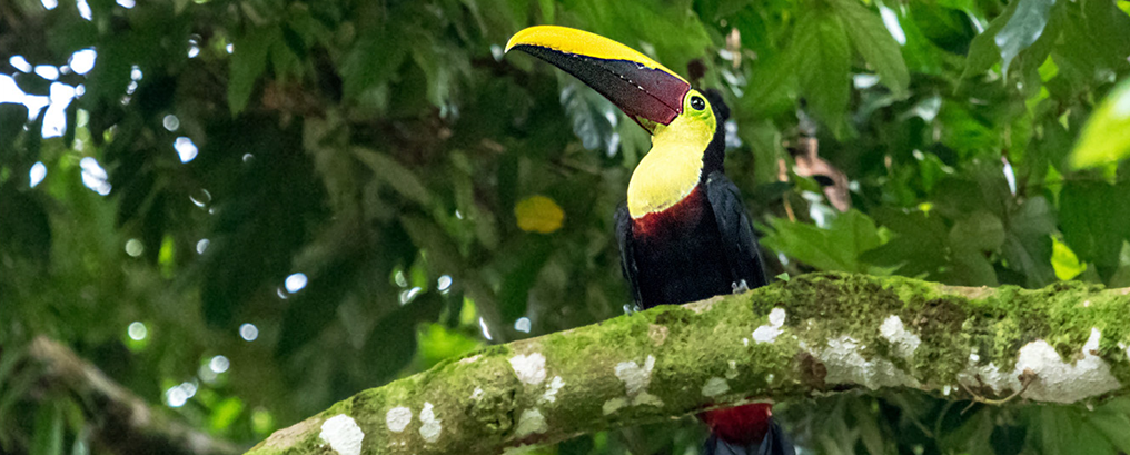 Toucan au grand bec coloré dans la jungle du Costa Rica