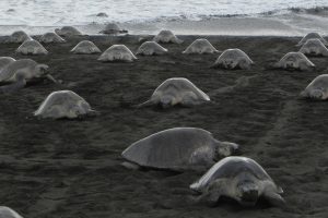 Tortues marines sur la plage sauvage d’Ostional au Costa Rica
