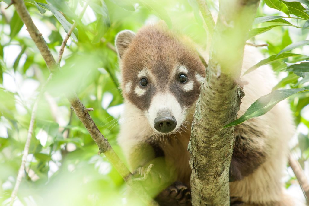 coati-costa-rica