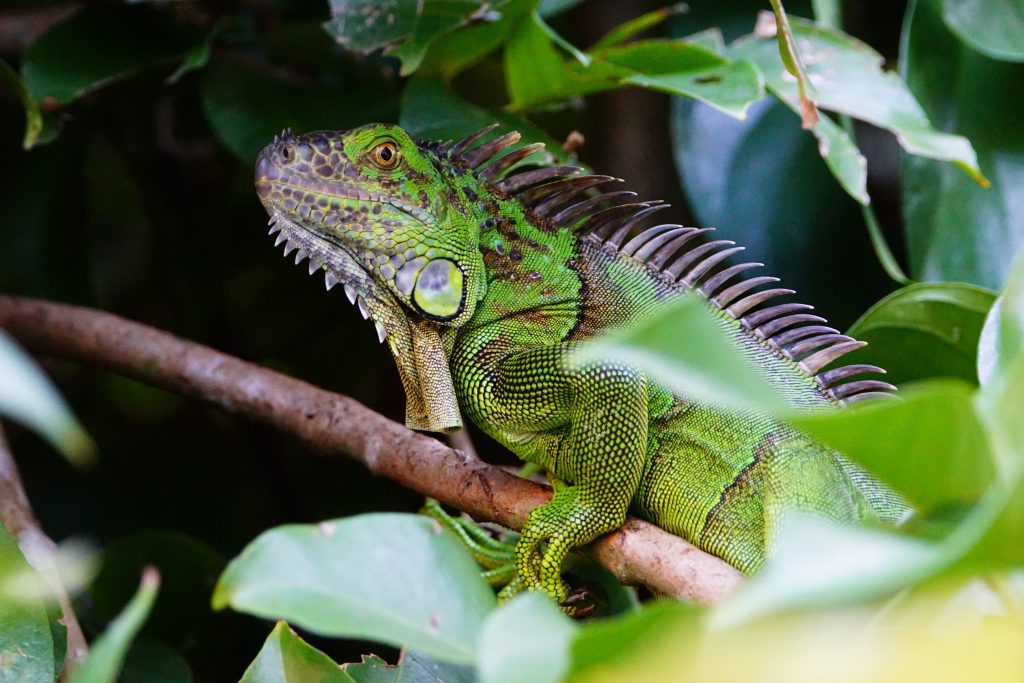 iguane-costa-rica