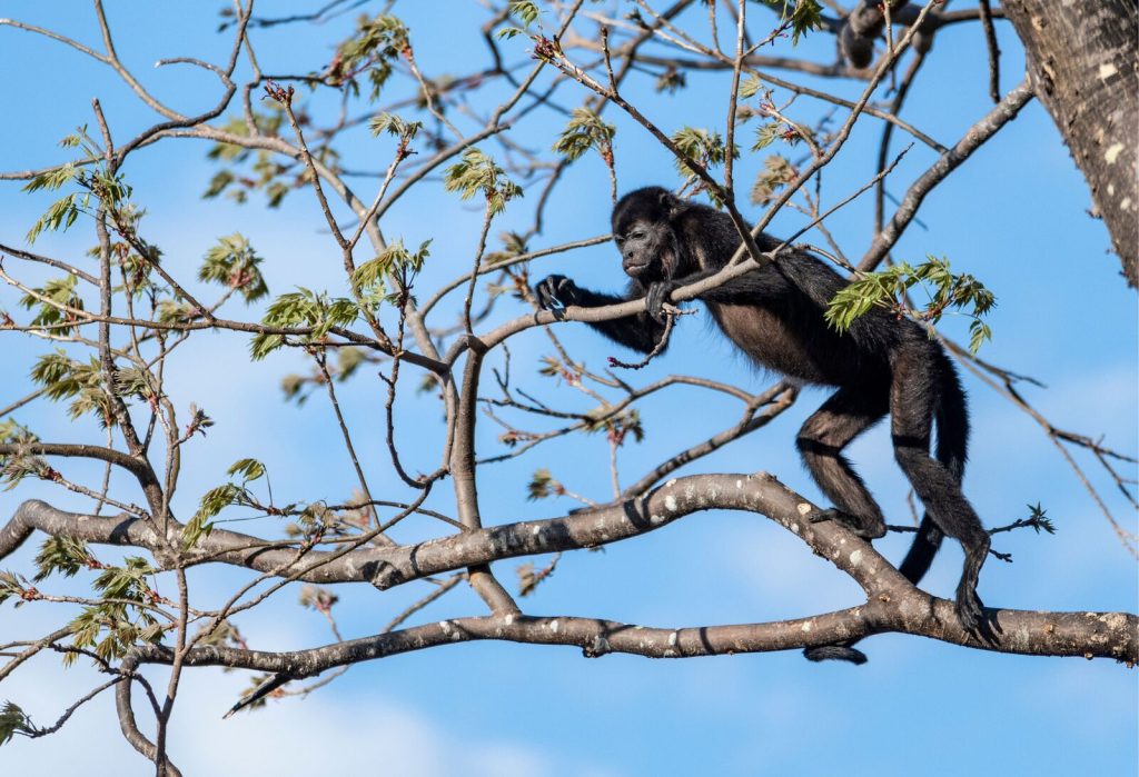 singe-hurleur-costa-rica