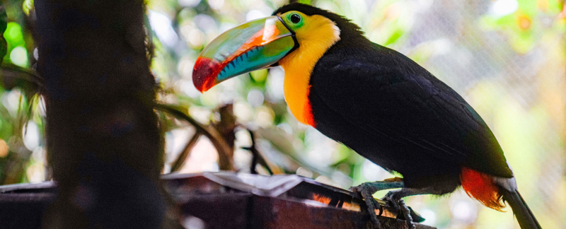 nature et faune, toucan au costa rica